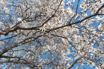 Magnolia stellata blossoms on a blue sky in spring