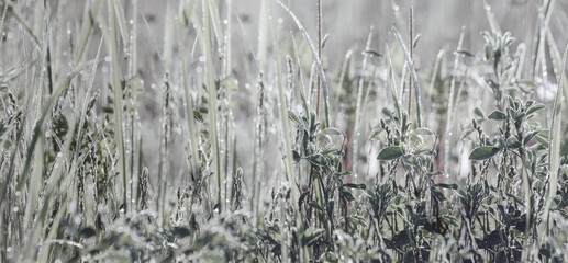 łąka zielona trawy kwitnące © Colorful Soul