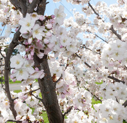 Obraz premium cherry tree blossom