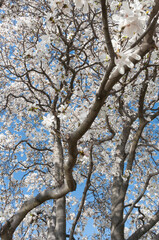 Magnolia stellata tree and blue sky
