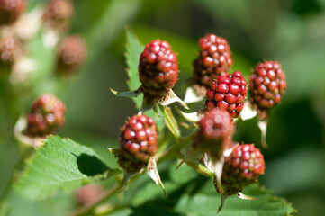 Rubus fruticosus or unripe blackberry in the garden