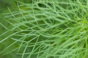 close up of green leaf (probably cosmos daisy leaves)