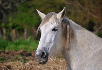 Cavalo branco a comer palha num descampado
