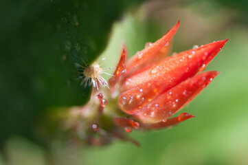 epiphytic cactus blossom with rain drops