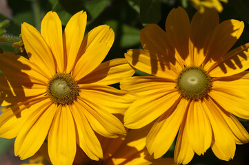 rudbeckia hirta with green centers in the sun