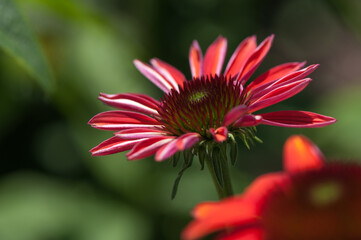 echinacea blossom close up on a bokeh background