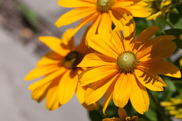 rudbeckia hirta with green centers close up