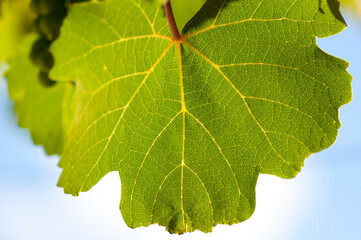 close up of a leaf (grape)
