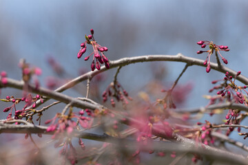 springtime buds on branches (cherry)