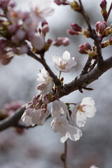 springtime buds and blossoms on branches (cherry)
