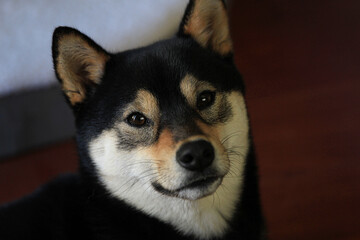 Shiba Portrait 