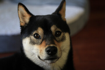Shiba Portrait 