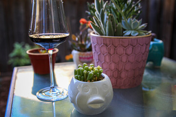 Wine and Succulents 
