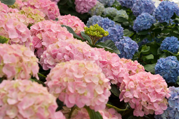 hydrangea flower bud surrounded by large blooms in pink and blue