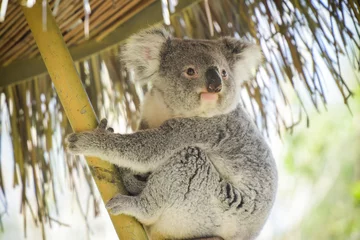 Poster view of koala in a park © AUFORT Jérome