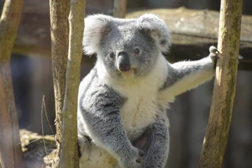 Foto auf Alu-Dibond Blick auf Koalas in einem Park © AUFORT Jérome