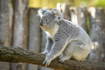 view of koala in a park