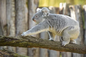 Poster view of koala in a park © AUFORT Jérome