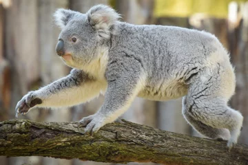 Wandcirkels aluminium view of koala in a park © AUFORT Jérome