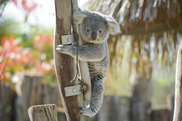 view of koala in a park