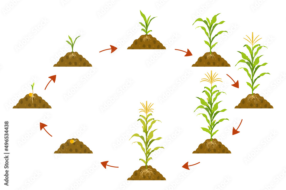 Wall mural Cycle growth of corn in circle with arrows pointers. Stages of crop growth from seed to harvest.