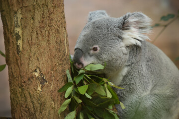 Obraz premium koala eating eucalyptus leaves