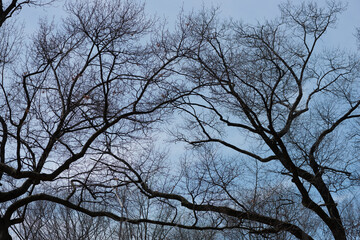 branches trees (likely oak) against the sky - springtime