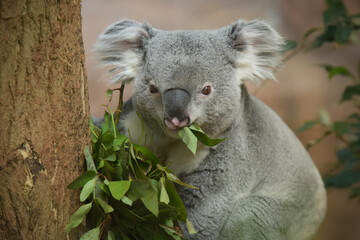 koala eating eucalyptus leaves © AUFORT Jérome