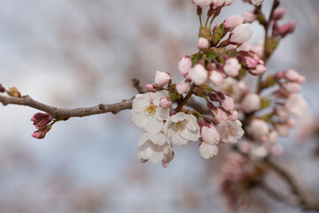 springtime buds and blossoms on branches (cherry)