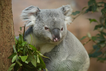 koala eating eucalyptus leaves