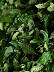 Organic Green Tea Leaves and Tea Plantation