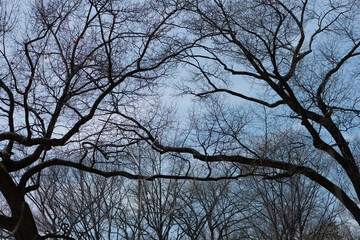 tree branches against blue sky - springtime