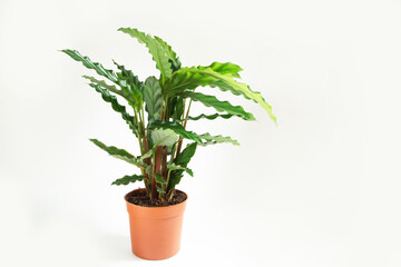 Calathea rufibarba green velvet leaf close-up. Potted house plants, green home decor, care and cultivation, marantaceae variety.