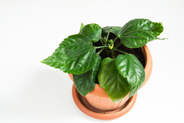 A young hibiscus bush in a pot on a white background. Rooted cuttings are planted in the soil of a...