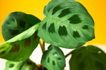 Beautiful maranta leaves with an ornament on a yellow background close-up. Maranthaceae family is unpretentious plant. Copy space. Growing potted house plants, green home decor, care and cultivation - obrazy, fototapety, plakaty