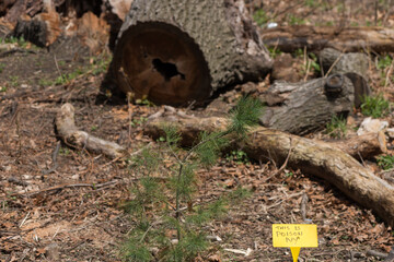 tree stump with pine sapling and sign (toxic plant warning)