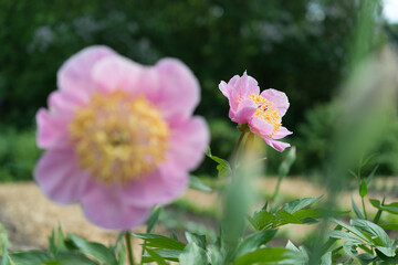 Fototapeta premium pink flowers in the garden