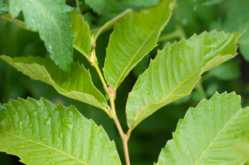close up of green leaves (chestnut) with rain drops 