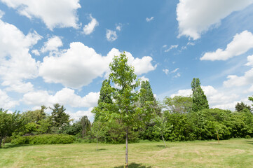 Obraz premium trees in the park