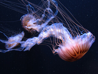 Jelly Fish - Japanese Sea Nettle on dark background
