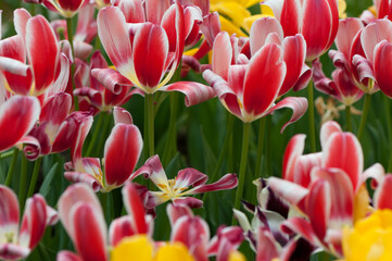 flowers past their prime