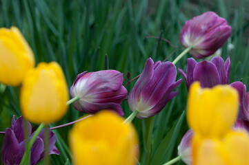 violet and yellow tulips