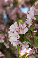 pink crab apple blossoms in spring
