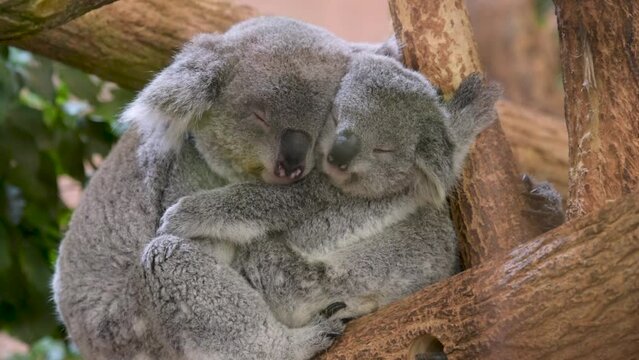 Family of koala in a park