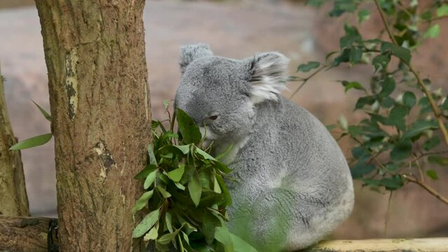 koala eating eucalyptus leaves
