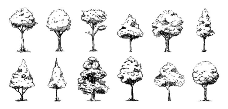 Big set of hand drawn tree sketches