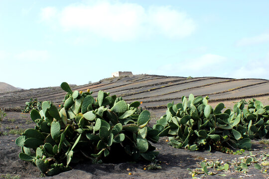 Cactus On A Farm