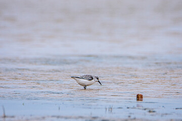 Sanderling, Calidris alba, on sand near to the sea in Tarifa, Spain.