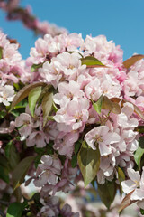 pink crab apple blossoms in spring