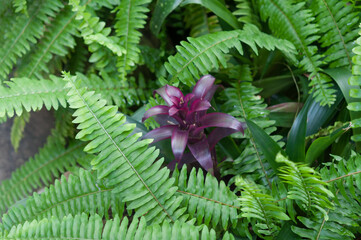 ferns and deep pruple bromeliad plant